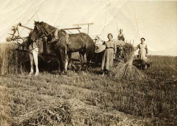 Horse Drawn Threshing Machine