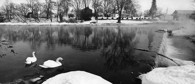 Two Swans swim in dam