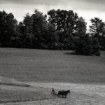 Mowing Hay