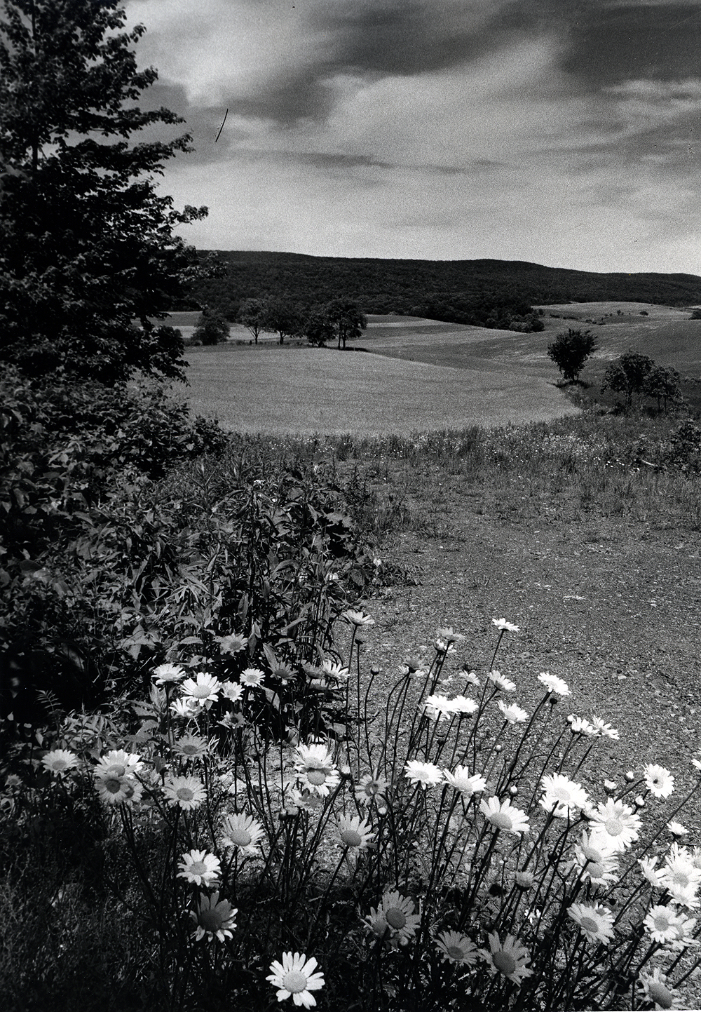 Daisies Bloom