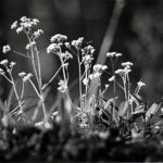 Forget-Me-Nots blossom