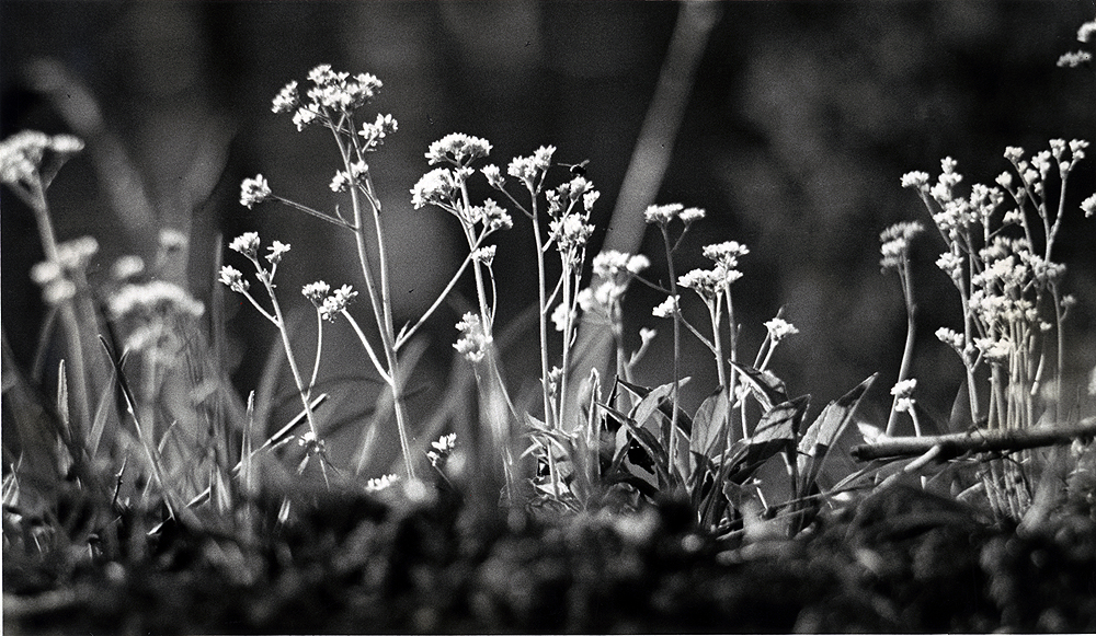 Forget-Me-Nots blossom