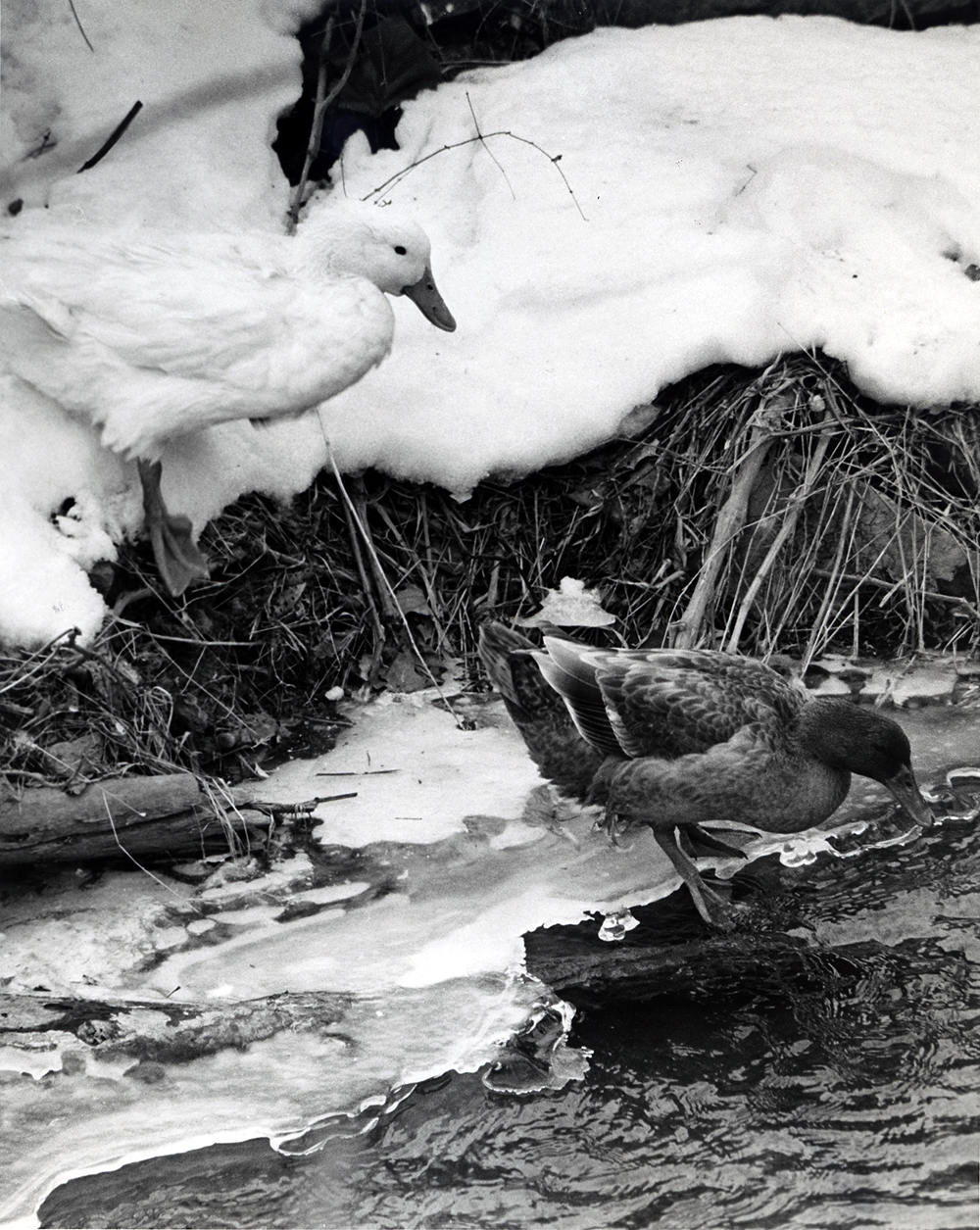 Ducks on Spring