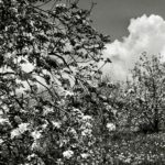 Apple Blossoms and Dandelions