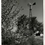 Apple Blossoms and Wind Mill