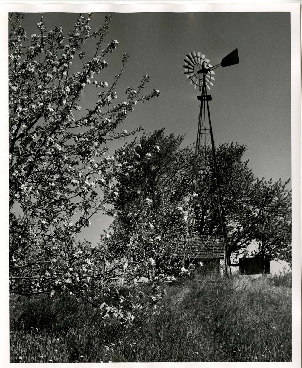 Apple Blossoms and Wind Mill