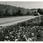 Apple Blossoms Near Flora Dale