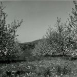 Apple Blossoms, Near Flora Dale