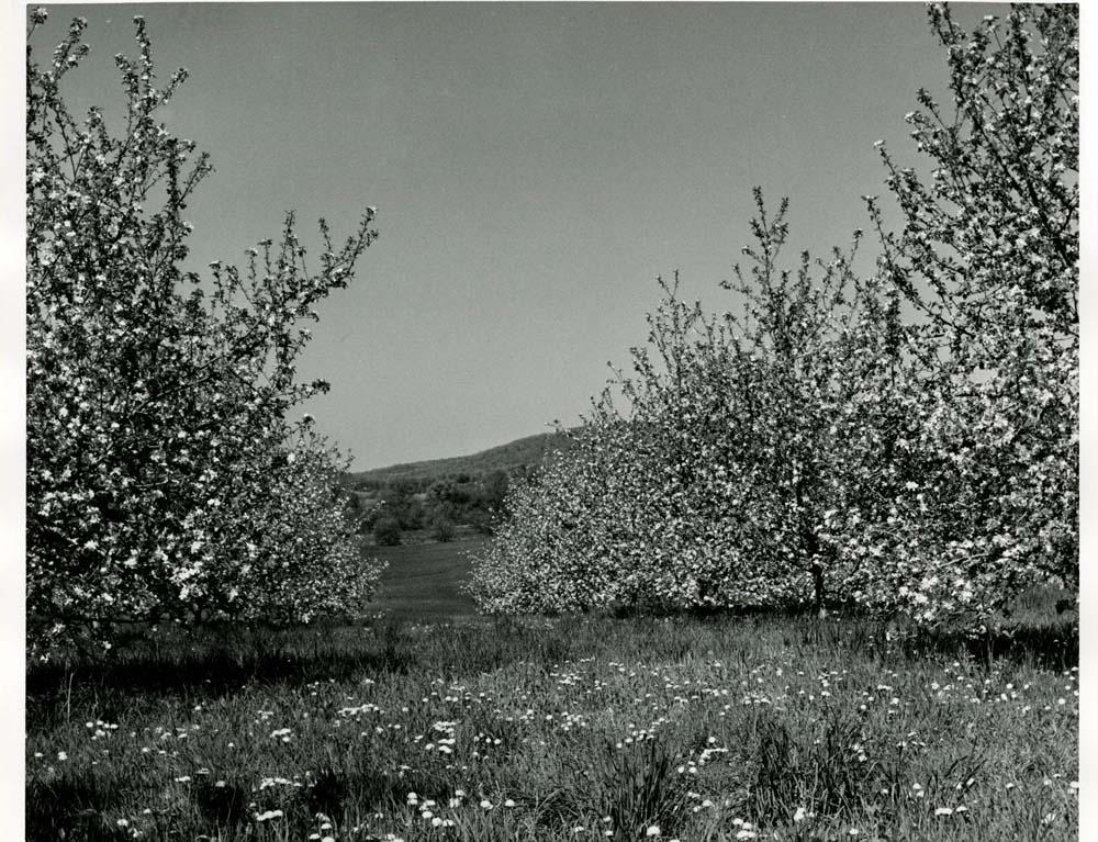 Apple Blossoms, Near Flora Dale