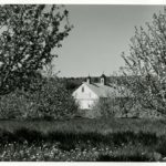 Exterior shot of barn through apple blossom orchard