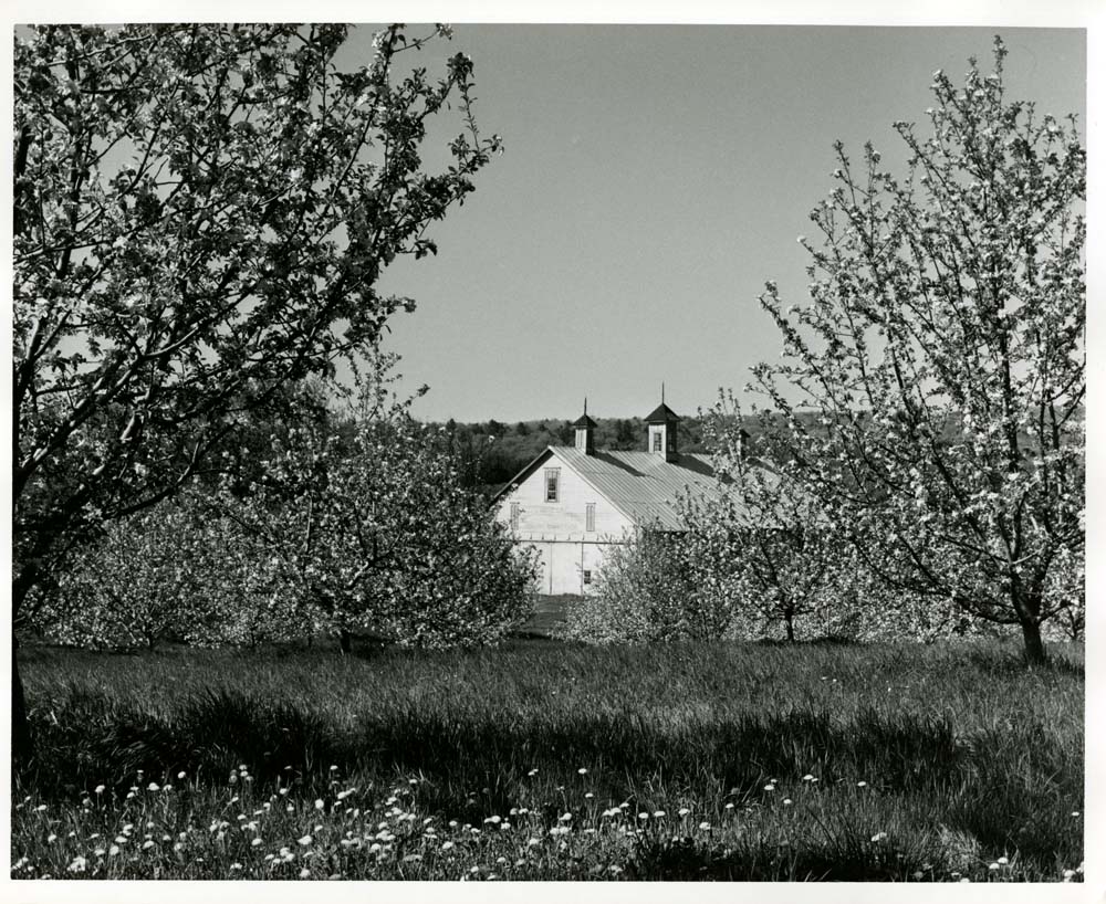 Exterior shot of barn through apple blossom orchard