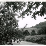 View of Field from Apple Orchard