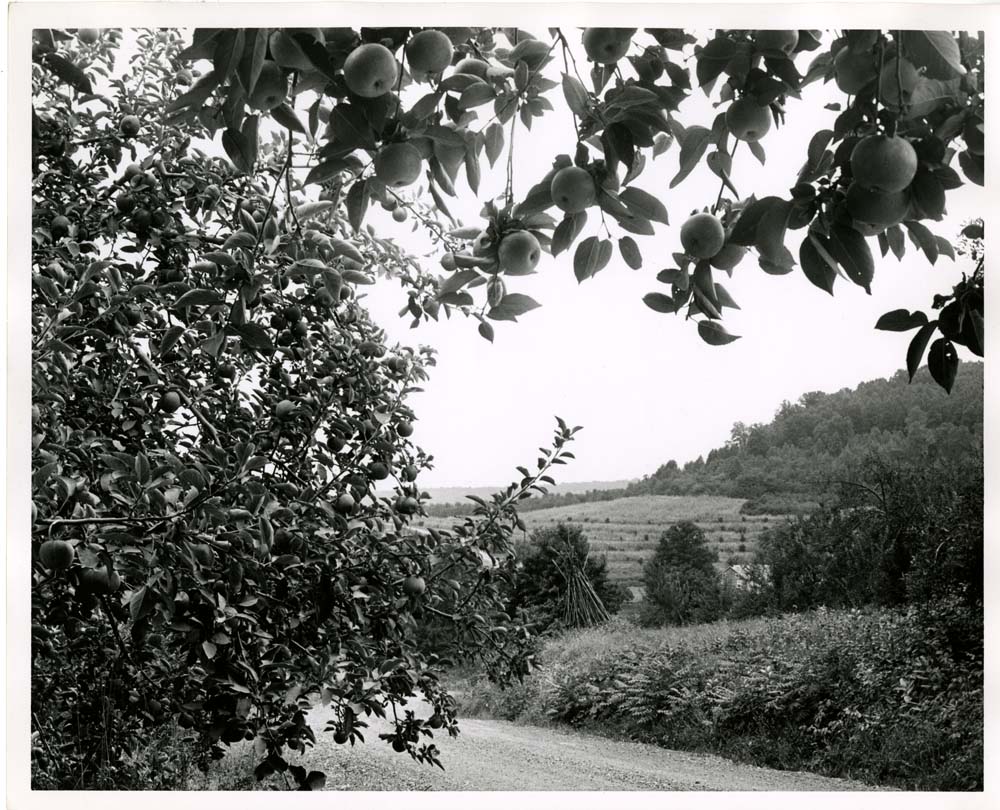 View of Field from Apple Orchard