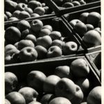 Adams County Apple Harvest