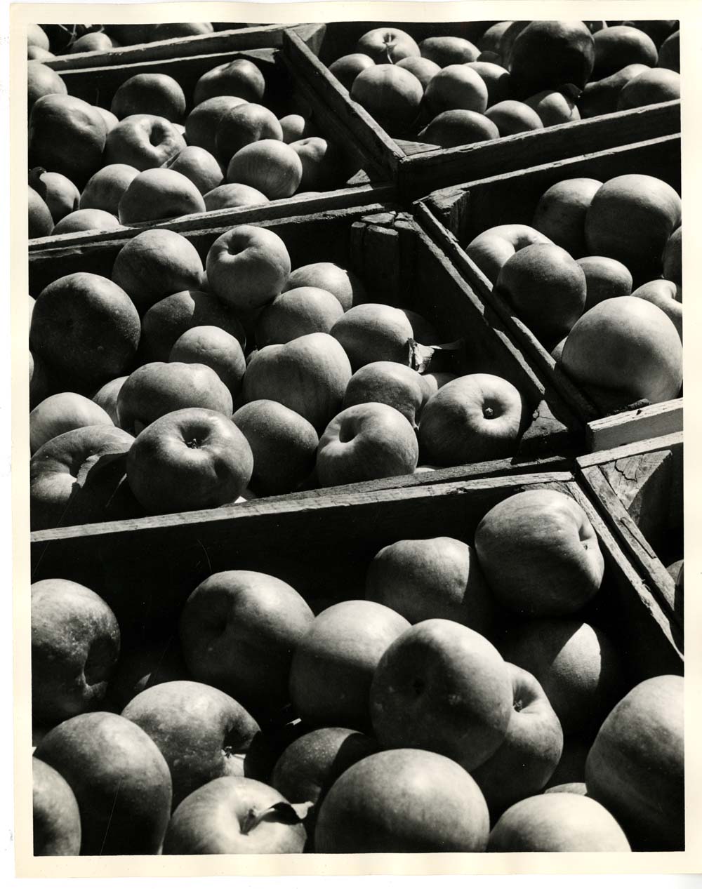Adams County Apple Harvest