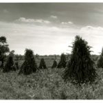 Corn Shucks in Field