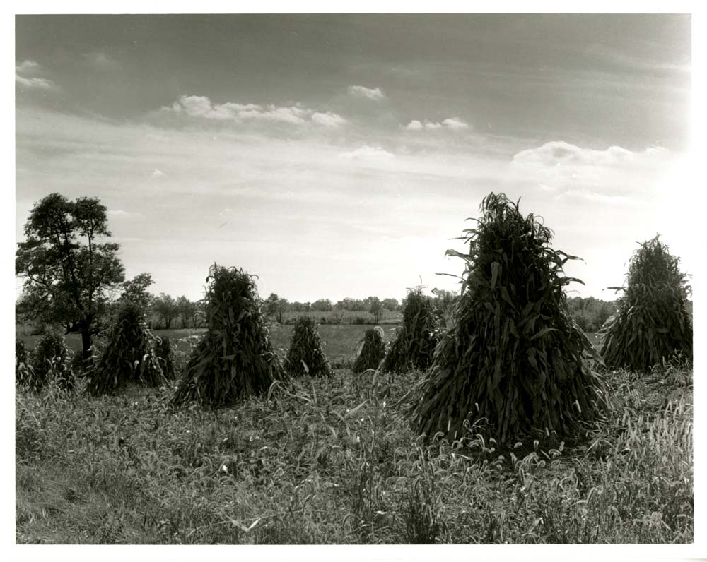 Corn Shucks in Field