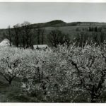 Cherry Blossoms Peters Orchard RT. 94