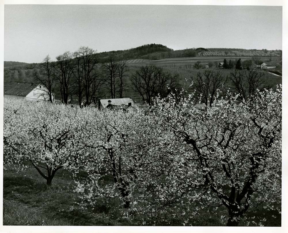 Cherry Blossoms Peters Orchard RT. 94