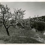A Peach Tree Blossoms Into Spring, in an Orchard Near York Springs
