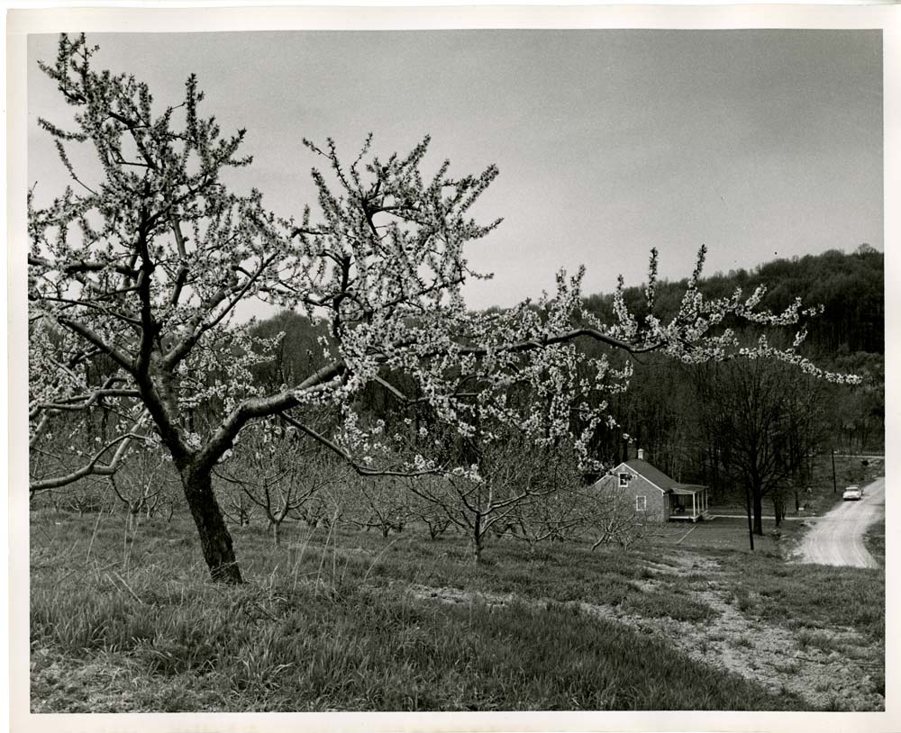 A Peach Tree Blossoms Into Spring, in an Orchard Near York Springs