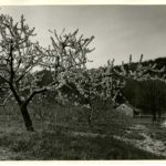 Peach Blossoms Near York Springs