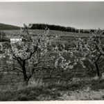 Peach Blossoms - Peters Orchard