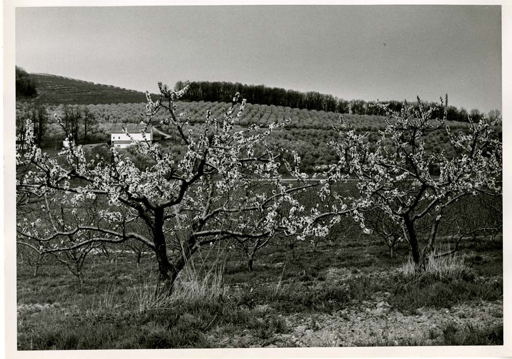 Peach Blossoms - Peters Orchard