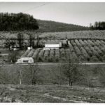 Cherry Orchard - Peter's Orchard on RT. 94