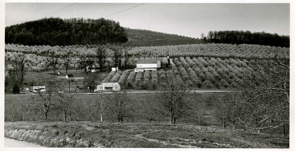 Cherry Orchard - Peter's Orchard on RT. 94