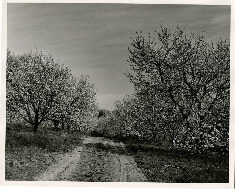 Cherry Blossoms Peter's Orchard RT.94