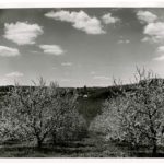 Cherry Blossoms - Peter's Orchard RT. 94