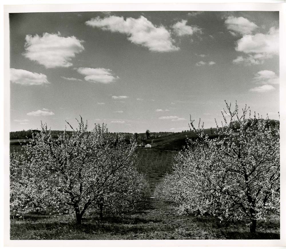 Cherry Blossoms - Peter's Orchard RT. 94