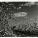 Cherry Blossoms at Peter's Orchard on RT. 94