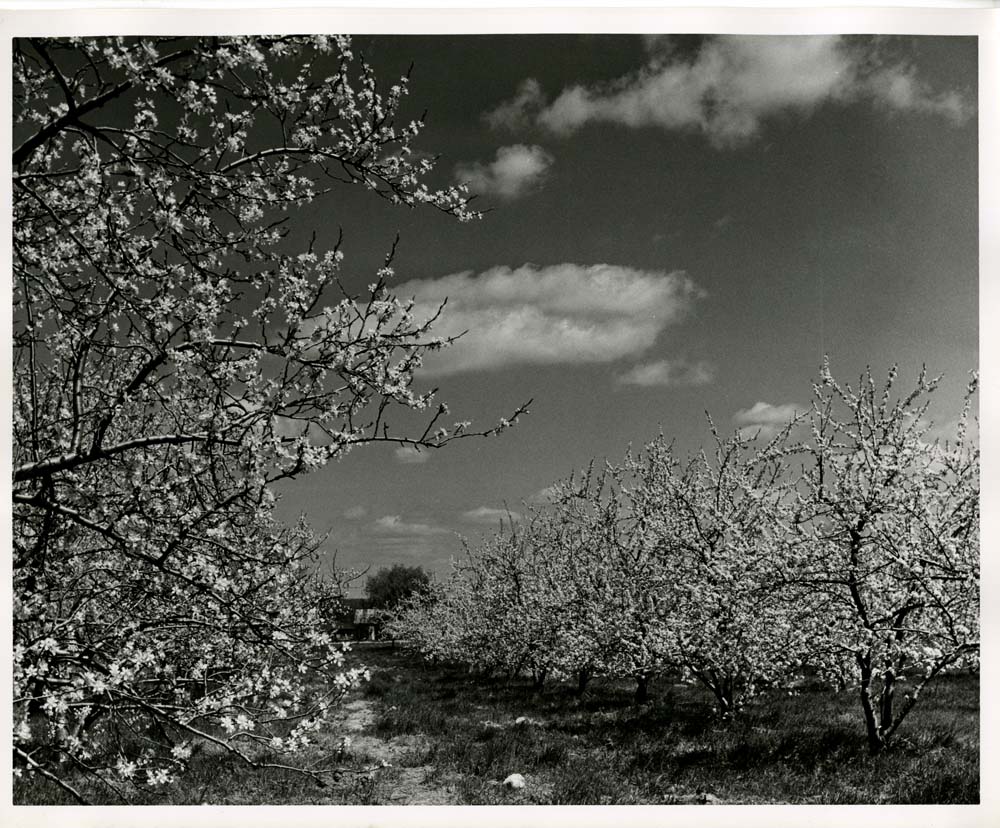 Cherry Blossoms at Peter's Orchard on RT. 94