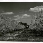 Orchard in Full Bloom