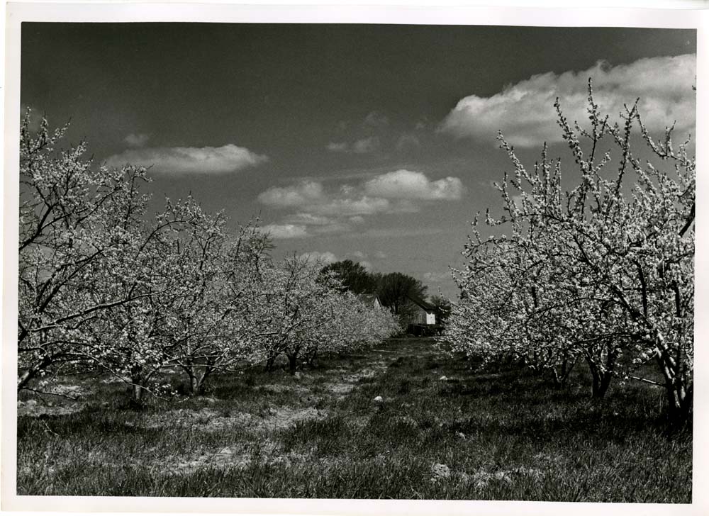 Orchard in Full Bloom