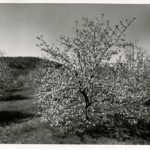 Apple Blossoms Flora Dale