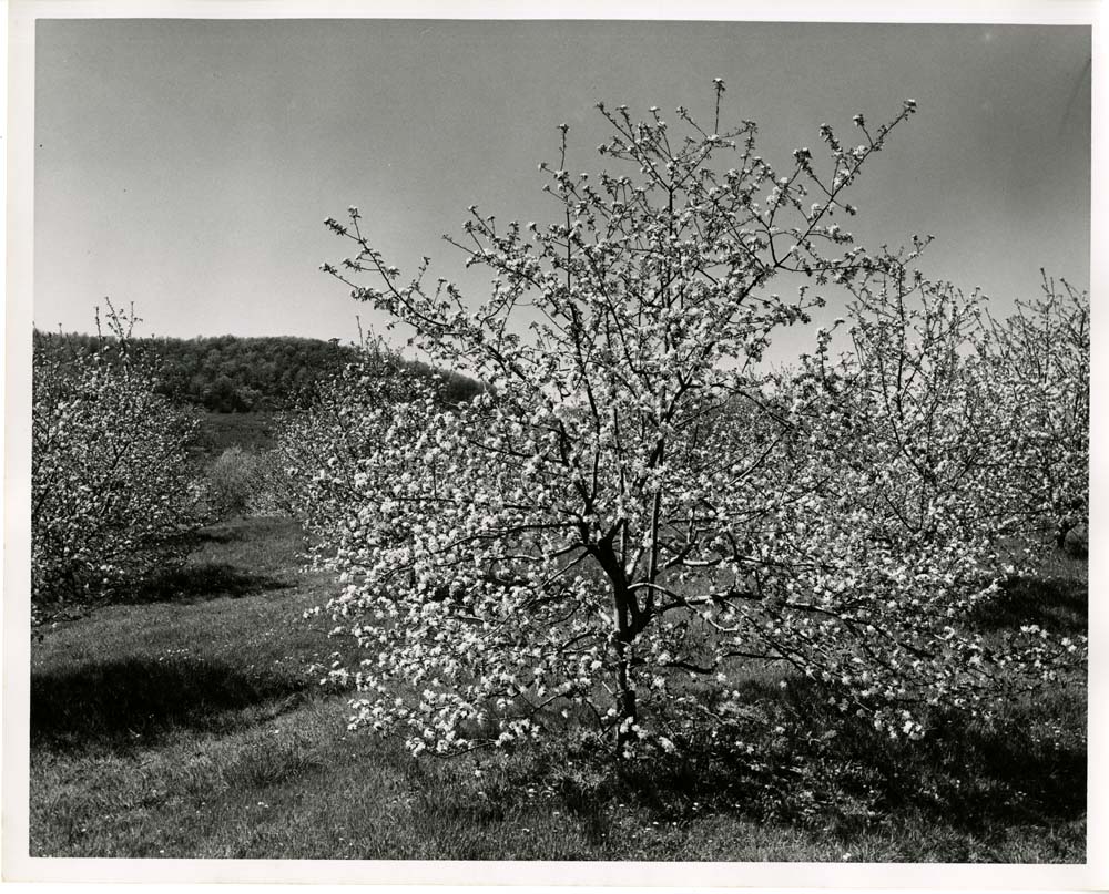 Apple Blossoms Flora Dale