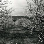 Cherry Orchard Blossoms, Cashtown