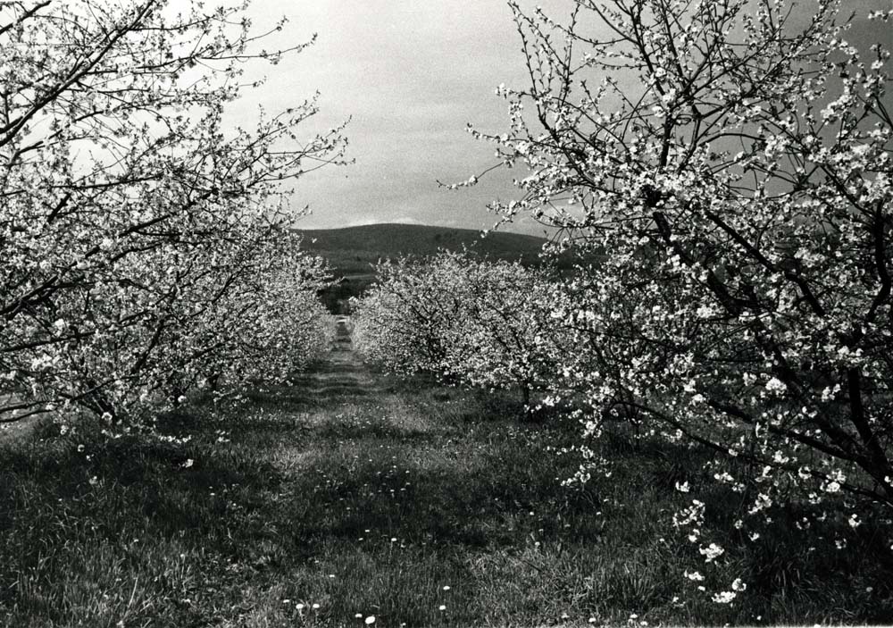 Cherry Orchard Blossoms, Cashtown