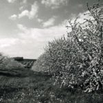 View of Cherry Blossoms and Field