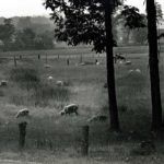 Meadow Scene, Near York Springs