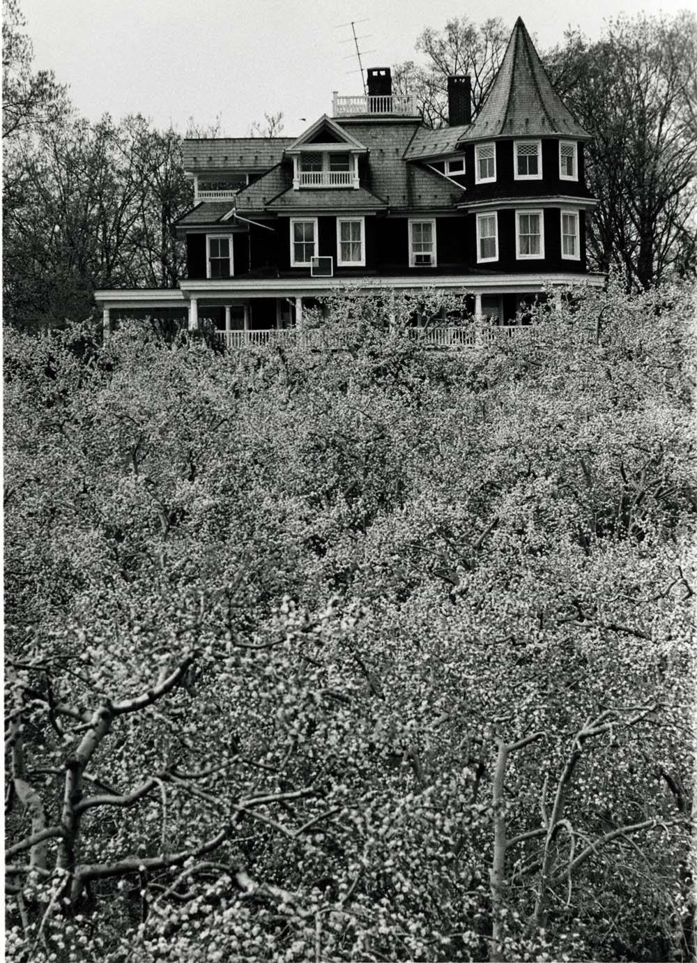 Apple Blossoms Near Flora Dale