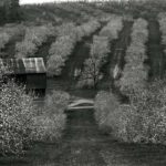 Apple Blossoms Near Aspers