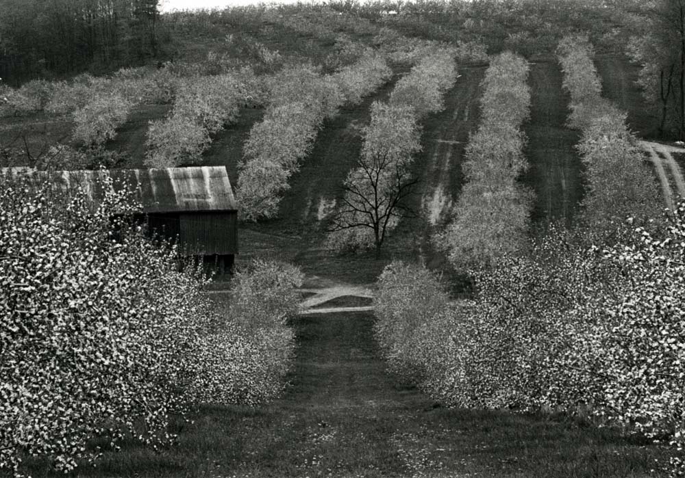 Apple Blossoms Near Aspers