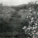 Apple Blossoms, Flora Dale