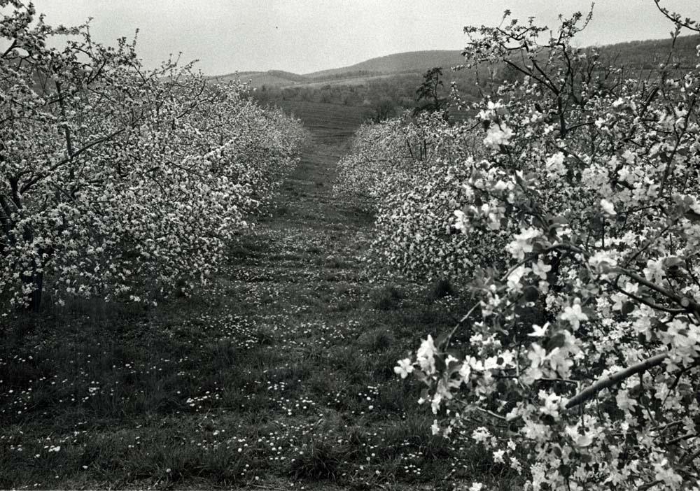 Apple Blossoms, Flora Dale