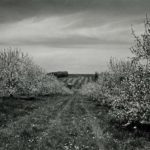 Orchard Scene Near Aspers