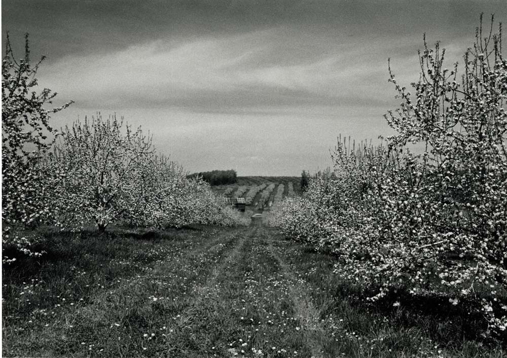 Orchard Scene Near Aspers